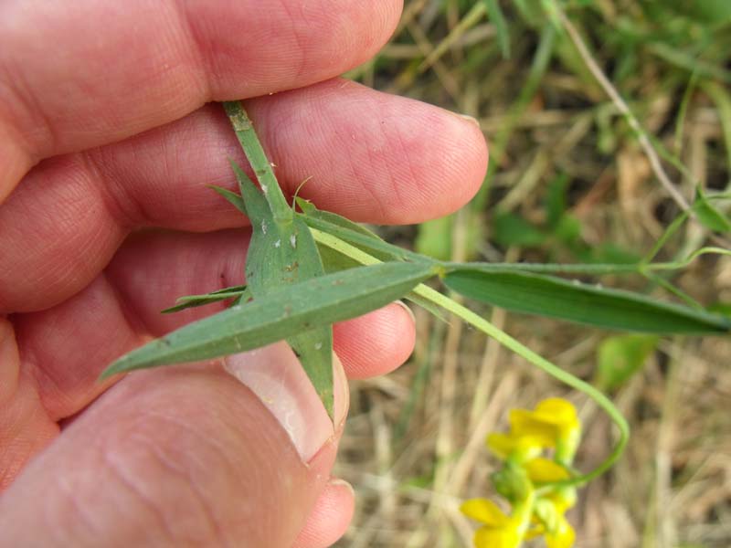 Lathyrus pratensis